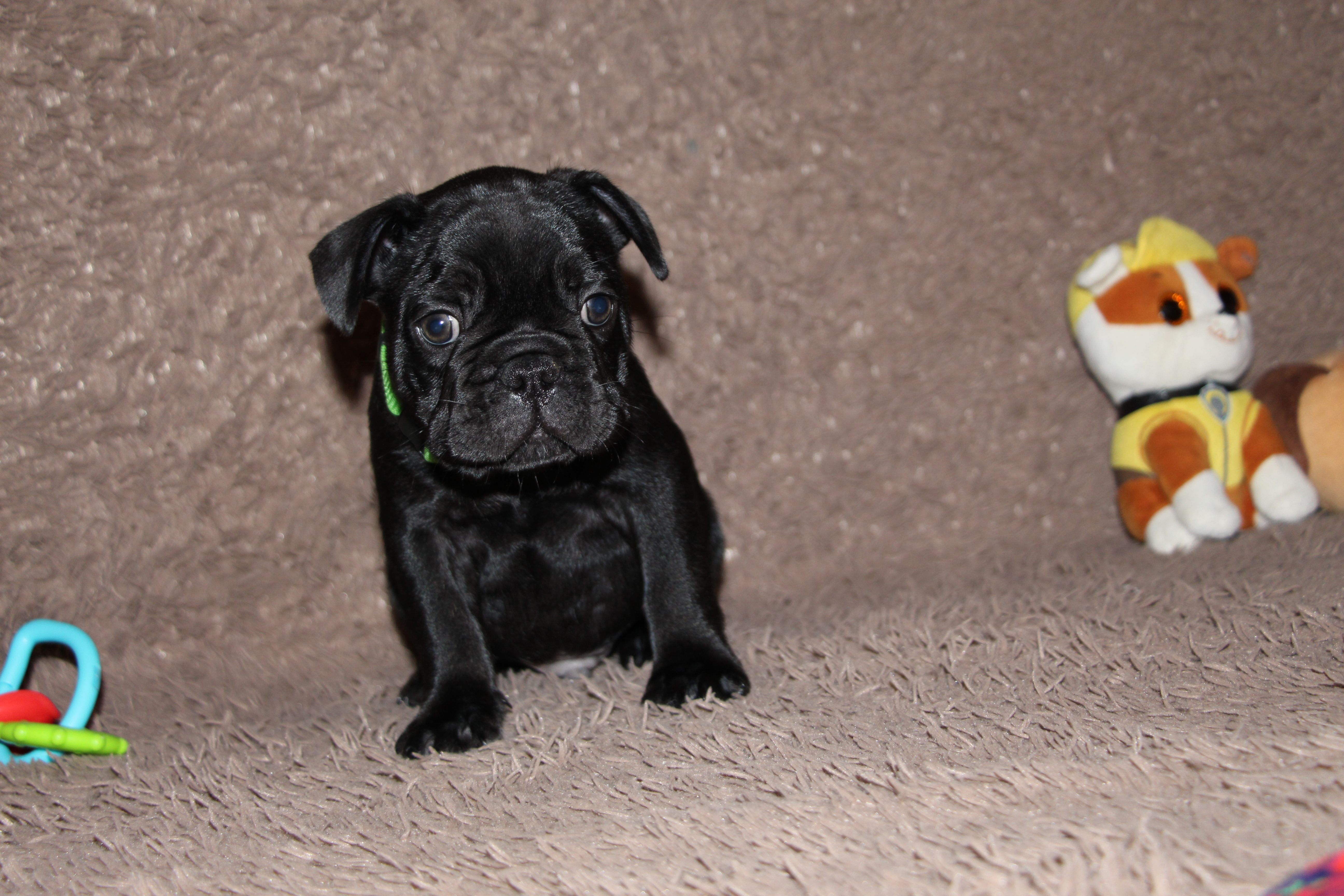 <svg class='green'></svg> <b>Mr.Sirius Black</b> <svg class='green'></svg>